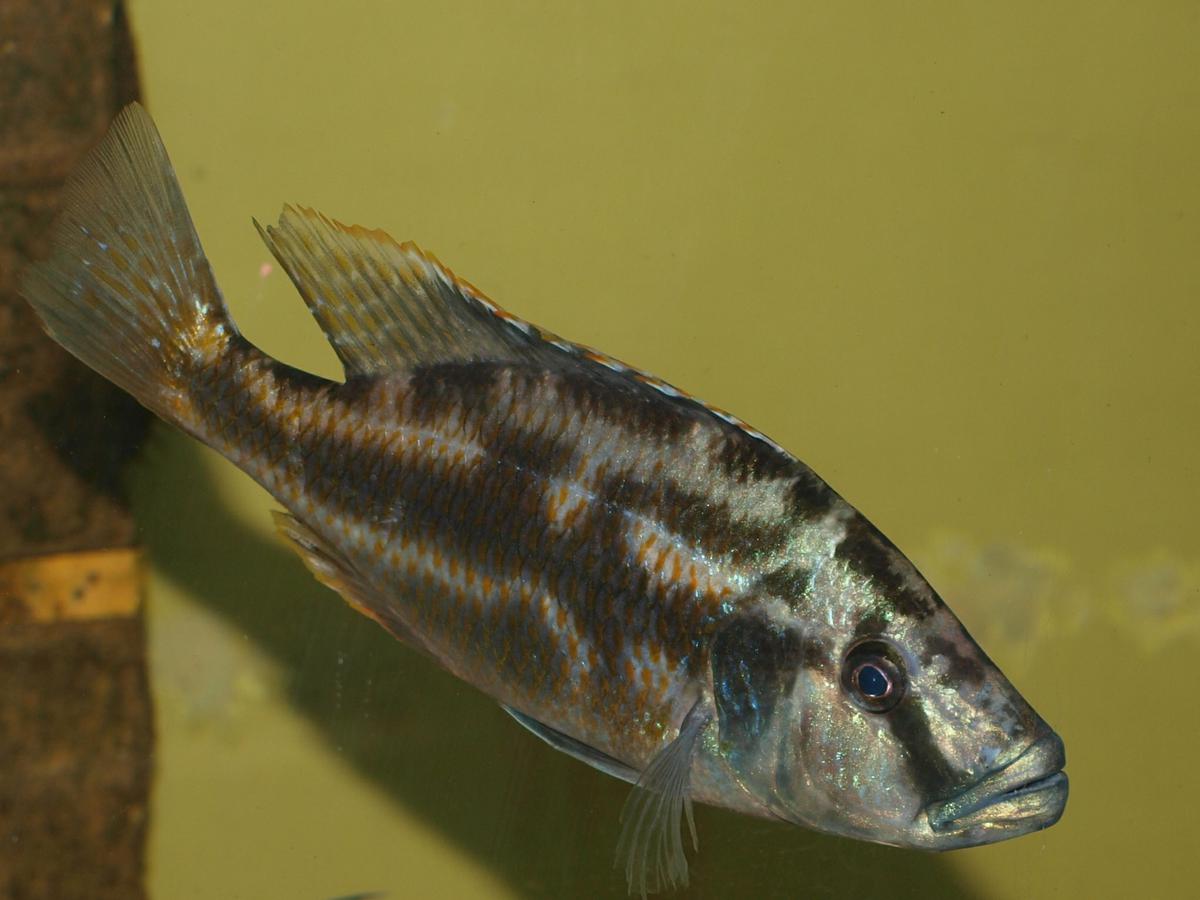 Dimidiochromis sp.kiwinge Mumbo