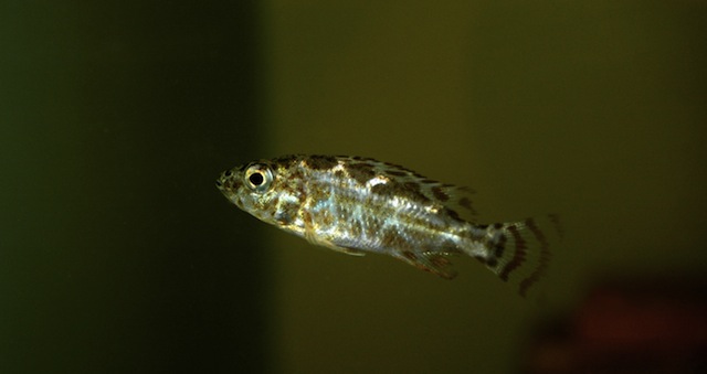 Nimbochromis polystigma mládě