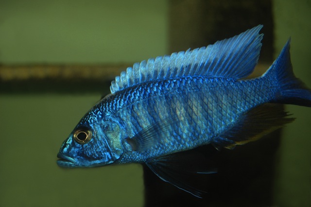Scianochromis ahli samec