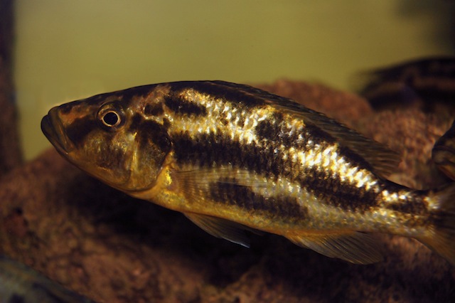 Dimidiochromis compressiceps kiwinge Mumbo