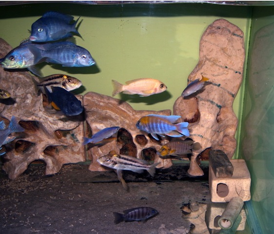 Cyrtocara moori, Aulonocara eureka, Cyprochromis...