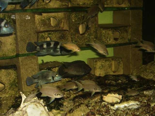 N. tretocephalus Variabilichromis moorii