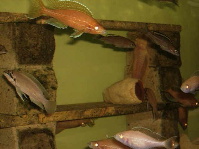 Paracyprichromis nigripinnis Blue neon albin1