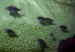 Tropheus duboisi mladé rybky
