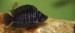 Altolamprologus calvus black pectoral samička