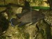 Variabilichromis moorii - samec